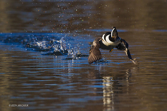 HDMR00415 - Hooded Merganser