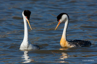 CLGR00044 - Clark's Grebe