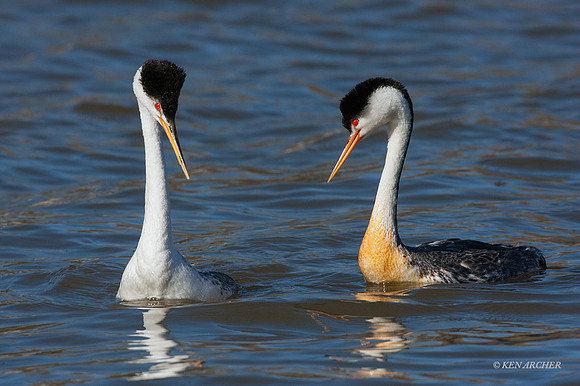 CLGR00044 - Clark's Grebe