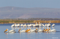 AWP00418 American White Pelican