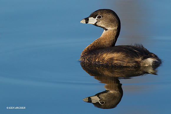 PBGR00123 Pie-billed Grebe