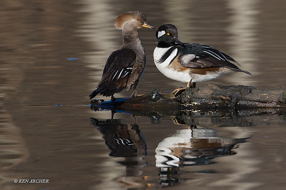 HDMR00661 - Hooded Merganser