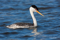 CLGR00332 Clark's Grebe