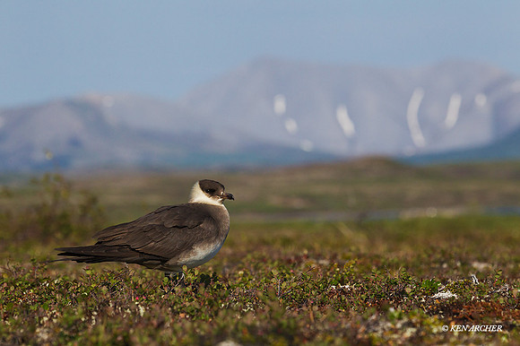 NMPJ00336 - Parasitic Jaeger