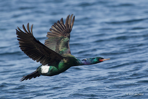 PLCT00145 Pelagic Cormorant