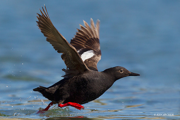 PNGT00355 Pigeon Guillemot