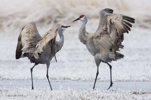 SHCR00142 Sandhill Crane
