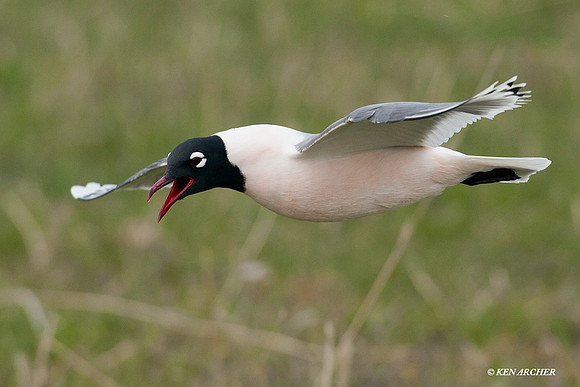 FNGL00177 Franklin's Gull