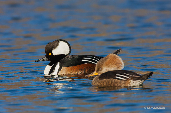 HDMR00247 - Hooded Merganser