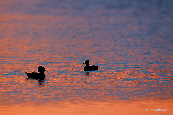HDMR00340 Hooded Merganser