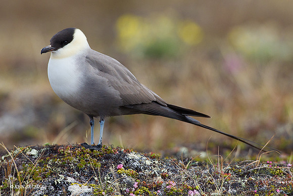 Long-tailed Jaeger