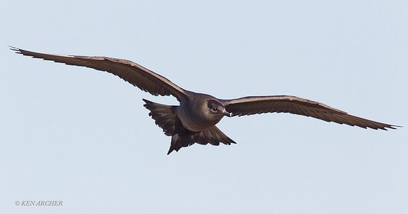 Parasitic Jaeger - NMPJ00003