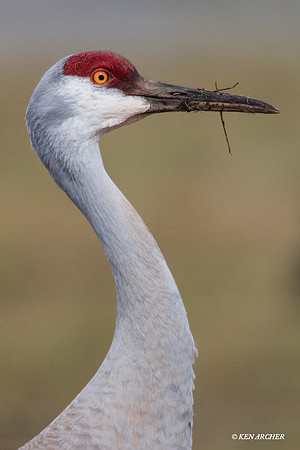 SHCR00120 Sandhill Crane