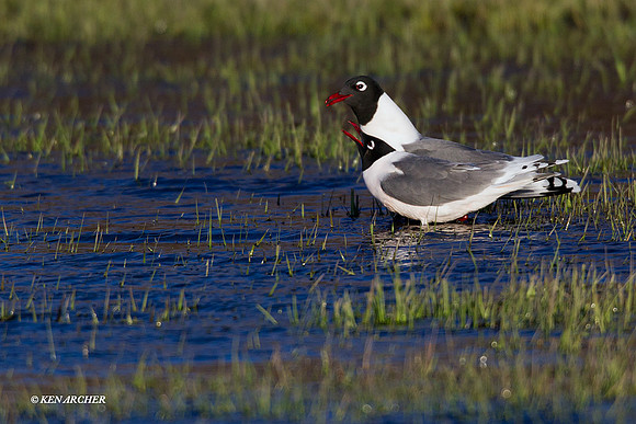 FNGL00300 Franklin's Gull