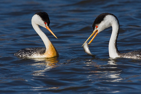 CLGR00272-Clark's-Grebe