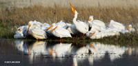 AWP00329 American White Pelican