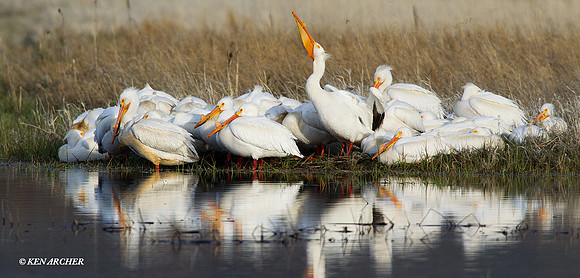 AWP00329 American White Pelican