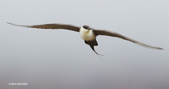 NMLJ00523 Long-tailed Jaeger