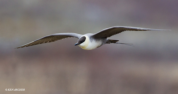 NMLJ00614 Long-tailed Jaeger