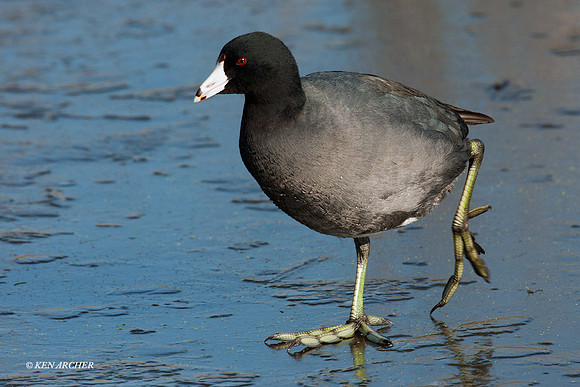 AMCT00009 American Coot