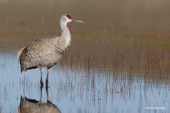 SHCR00604 Sandhill Crane