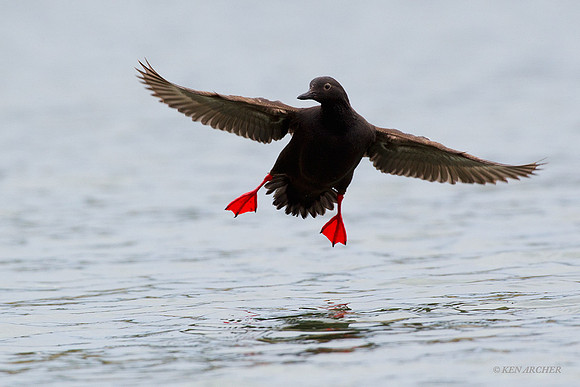 PNGT00224 Pigeon Guillemot