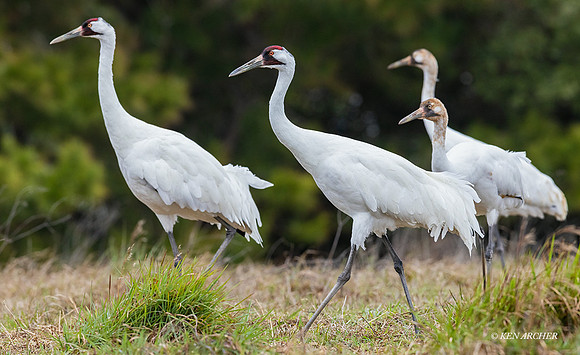 TXWC00484 - Whooping Crane