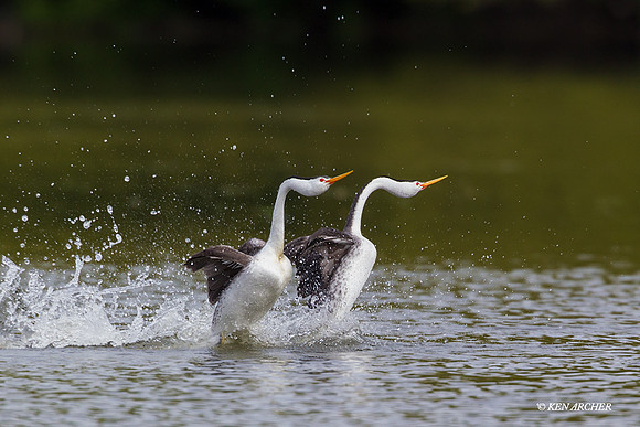 CLGR00773 - Clark's Grebe