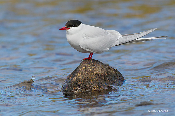 NMAT00189 Arctic Tern