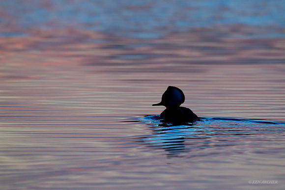 HDMR00373 Hooded Merganser