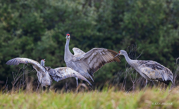 TXSC00085 - Sandhill Crane (lesser)