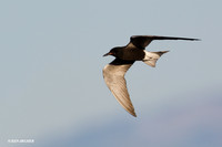 BKTN00022 Black Tern