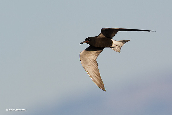 BKTN00022 Black Tern
