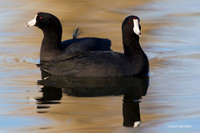 AMCT00058 - American Coot