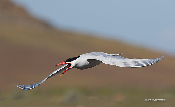 CNTN00079a Caspian Tern