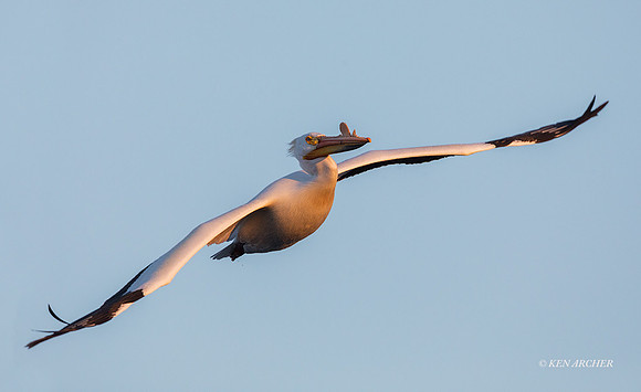 AWP01024 - American White Pelican