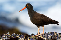 BKOC00176 Black Oyster Catcher