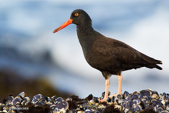 BKOC00176 Black Oyster Catcher