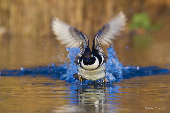 HDMR00541 - Hooded Merganser