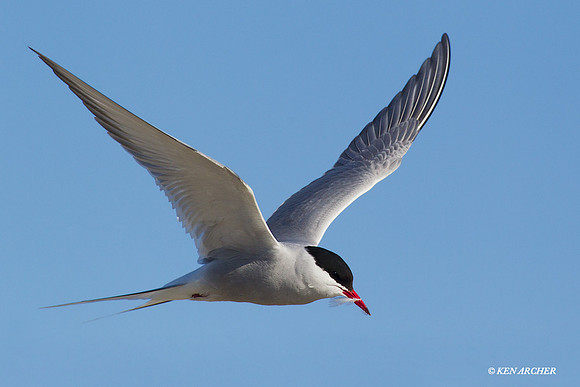 NMAT00288 Arctic Tern