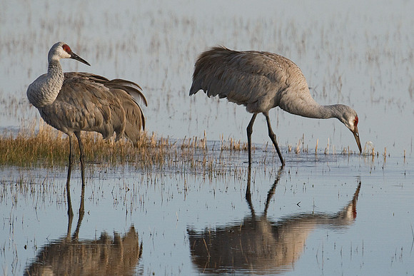 SHCR00069-Sandhill-Cranes
