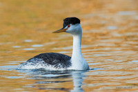 CLGR00576 - Clark's Grebe
