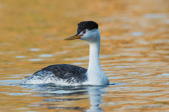 CLGR00576 - Clark's Grebe