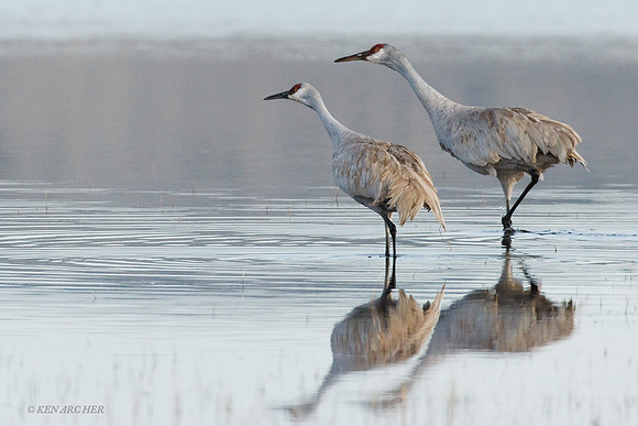 SHCR00054 Sandhill Cranes