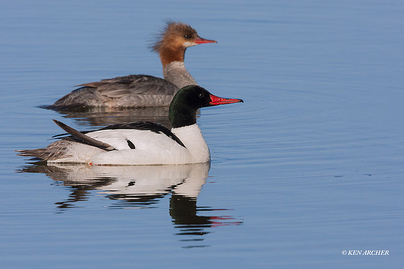 CNMR00065 - Common Merganser