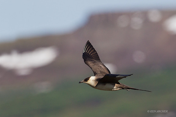 NMPJ00054 - Parasitic Jaeger