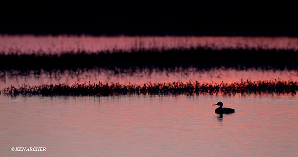WNGR00083 Western Grebe