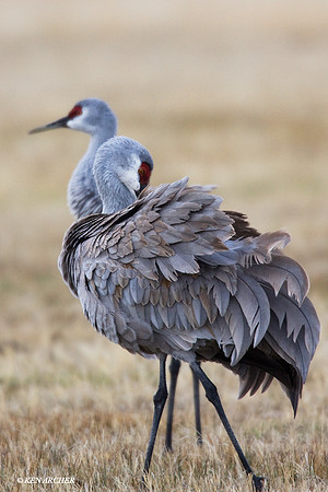 SHCR00110 Sandhill Crane