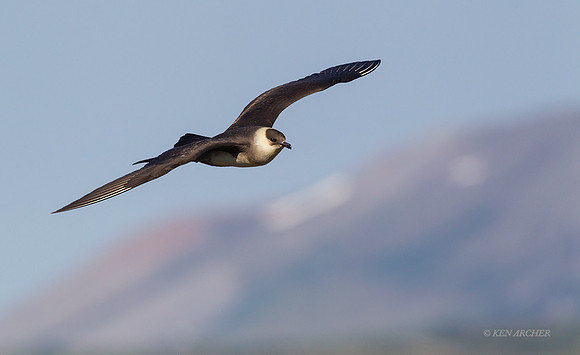 NMPJ00427 - Parasitic Jaeger