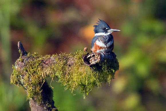 BK00115-Belted-Kingfisher